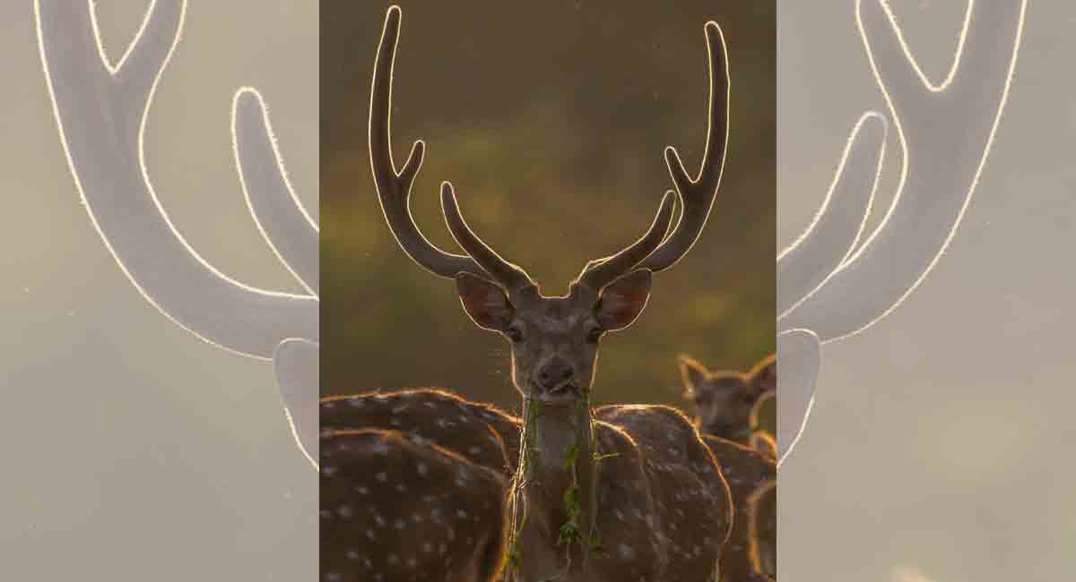 Check out increasing flora, fauna of Telangana through this wildlife photographer’s lens