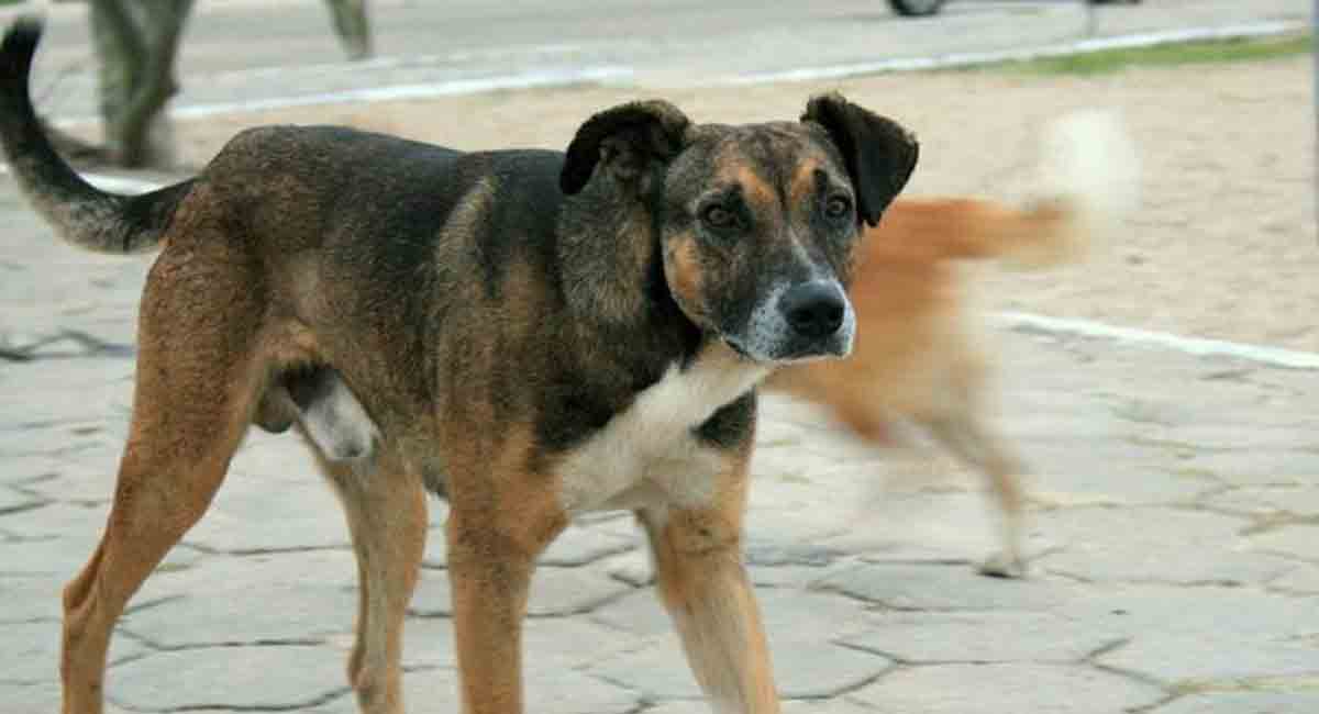 Stray dog seen carrying severed head of new born in Hyderabad