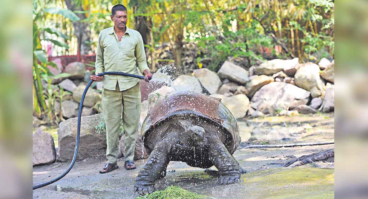 Hyderabad: Nehru Zoo gears up to protect animals from sweltering heat