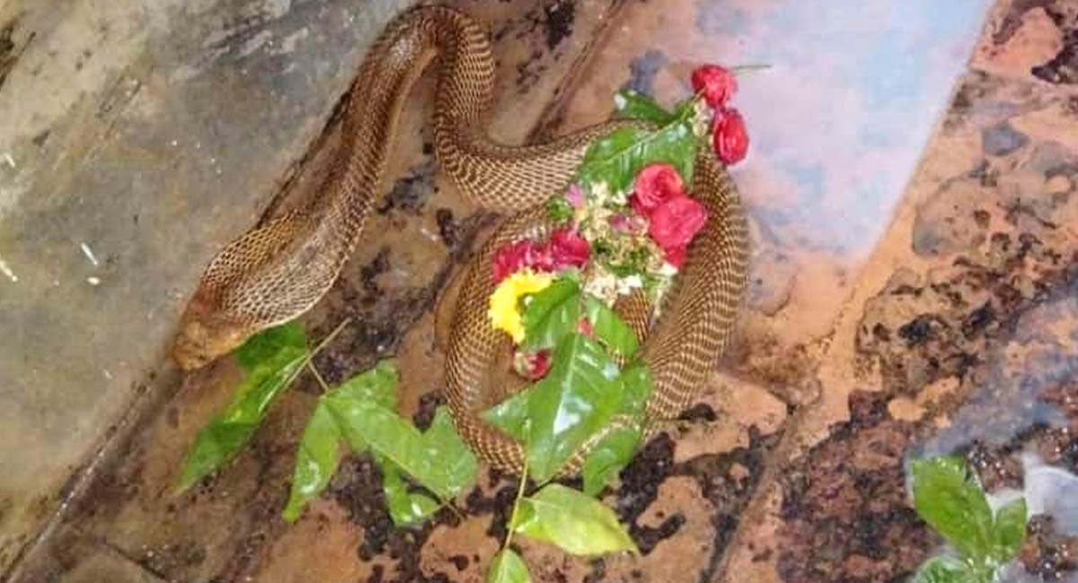 Nirmal: Thousands throng Shiva temple as cobra sighted near Shiva Linga