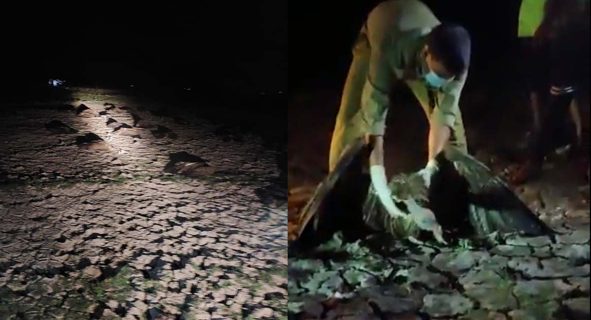 Nearly 100 vultures found dead in Assam’s Kamrup district