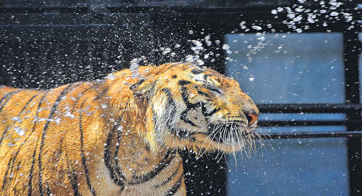 Hyderabad: Nehru Zoo gears up to protect animals from sweltering heat