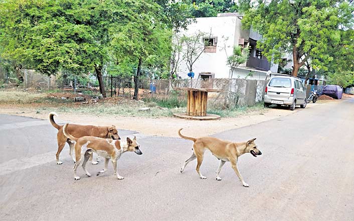 Stray dogs dig out missing man’s body in Uttar Pradesh village
