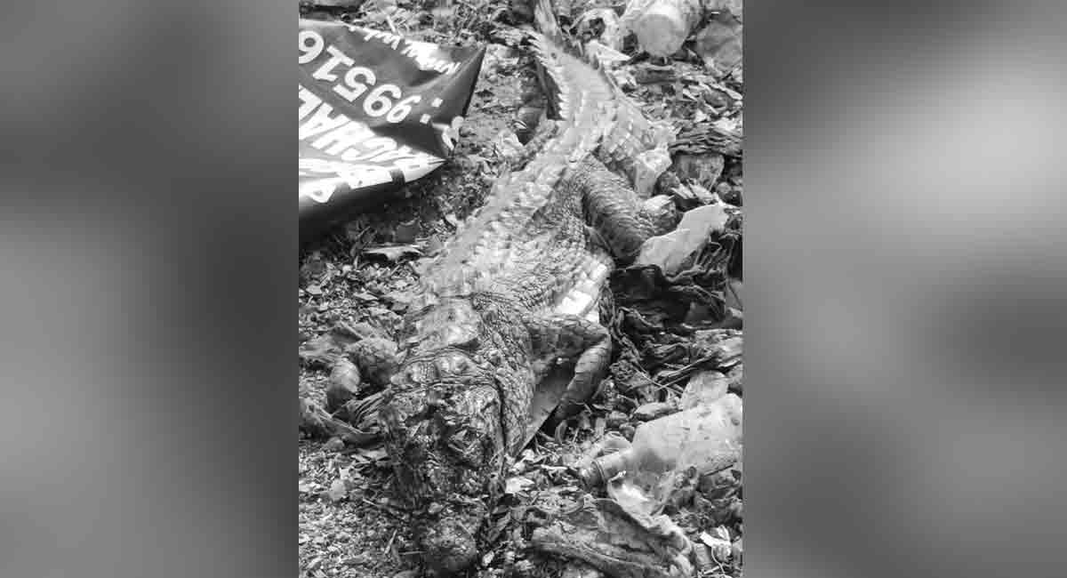 Kothagudem: Villagers stone crocodile to death
