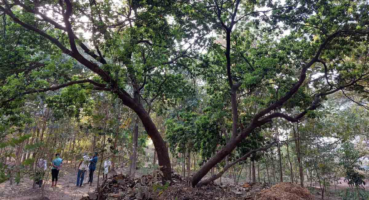 Retired teacher creates mini forest in Sangareddy