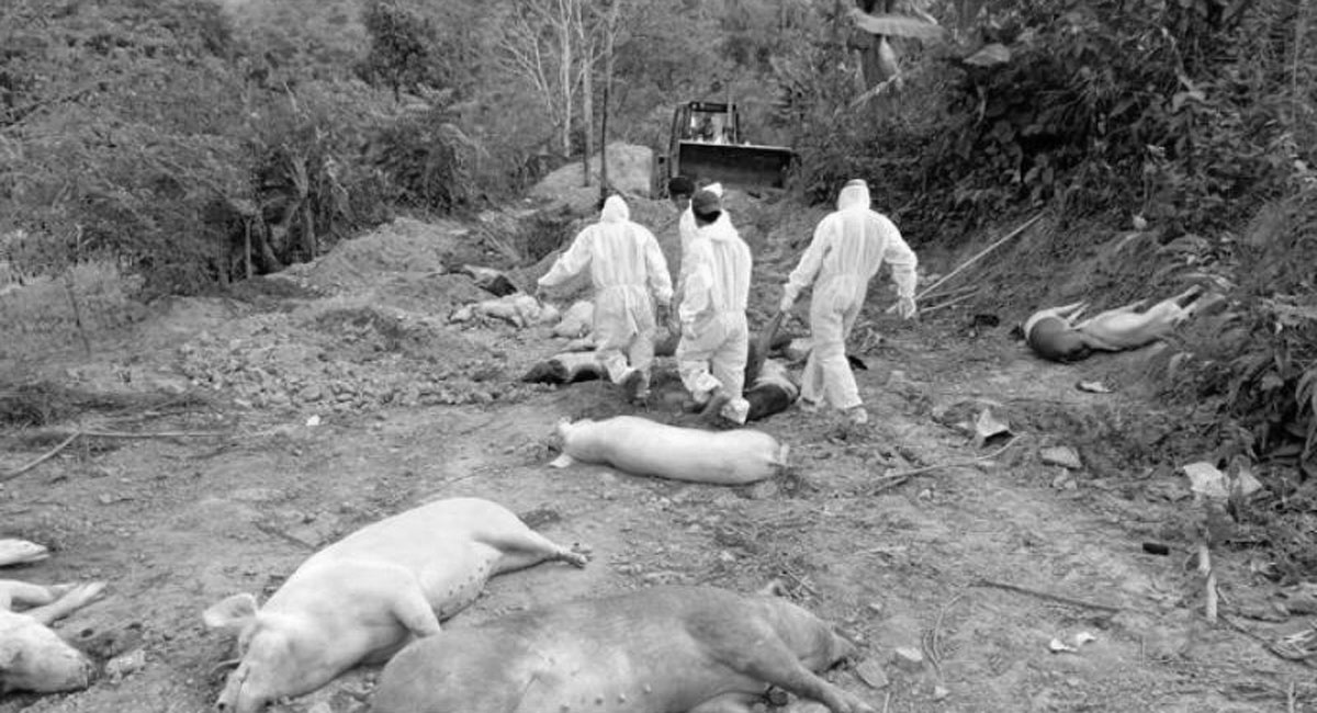 Fresh outbreak of African Swine Fever reported in Mizoram