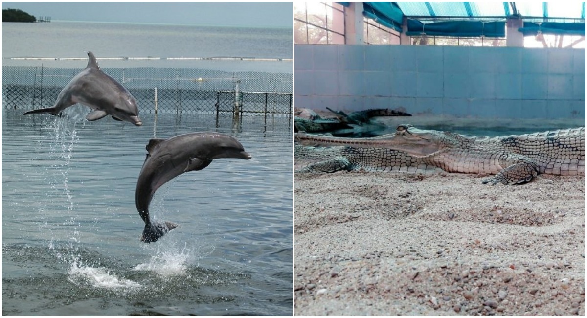 India’s dolphins, gharials, spotted eagles face threat by ingesting plastic