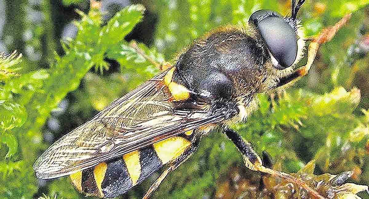 Current affairs for TSPSC exams: Understanding species and overall environment