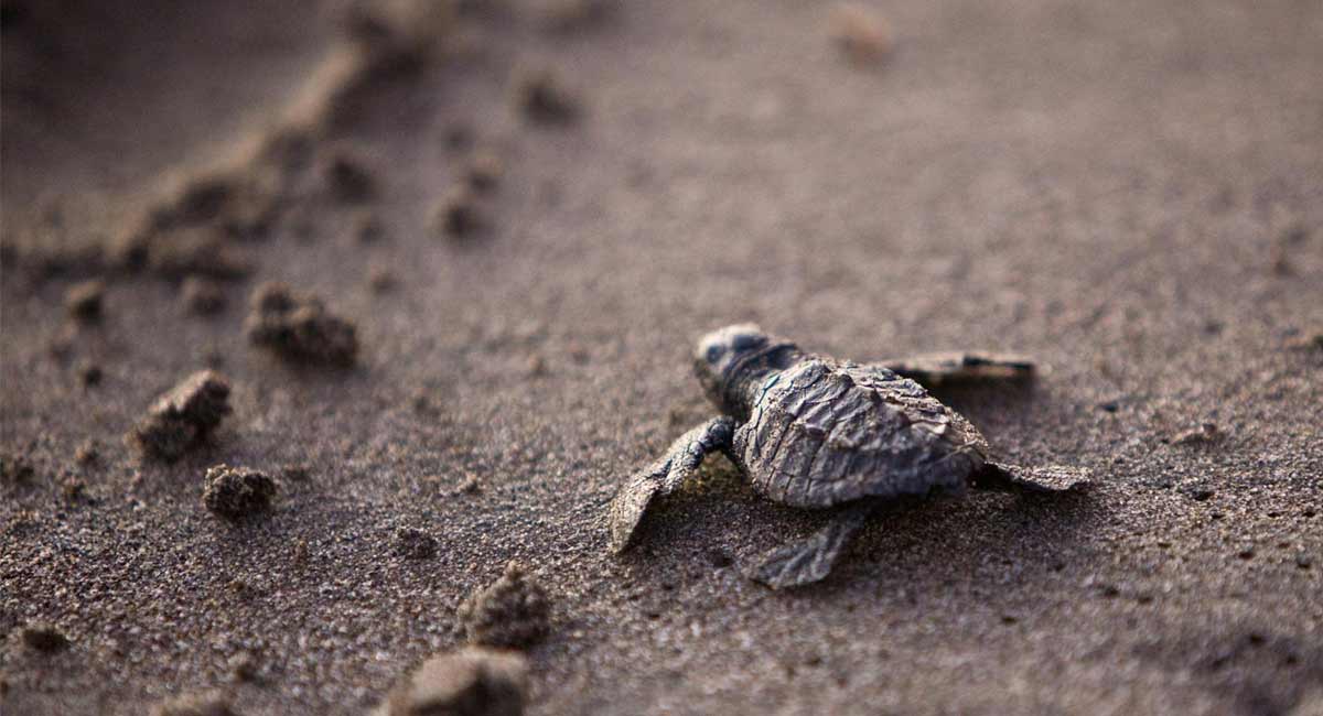 6500 Olive Ridley hatchlings released from Goa’s nesting sites
