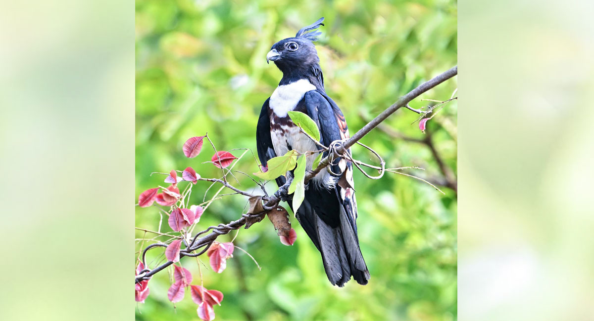 Black Baza spotted for the first time in Amrabad Tiger Reserve