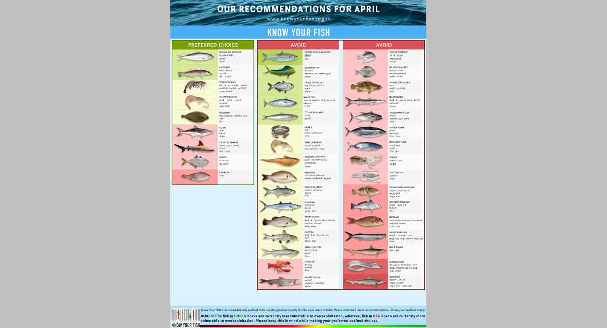 Know Your Fish: Best fish to eat and those to avoid this month