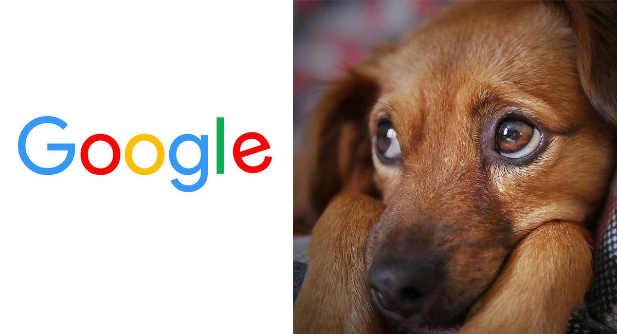 Google sues scammer for running ‘puppy fraud scheme’