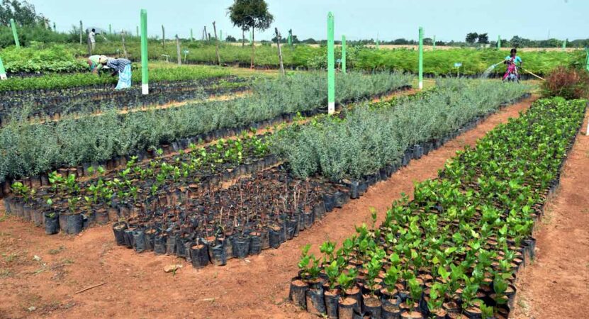 Telangana: Sandalwood saplings to be planted in Haritha Haram scheme