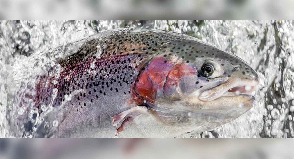 Kashmir’s popular rainbow trout will soon be available in Hyderabad