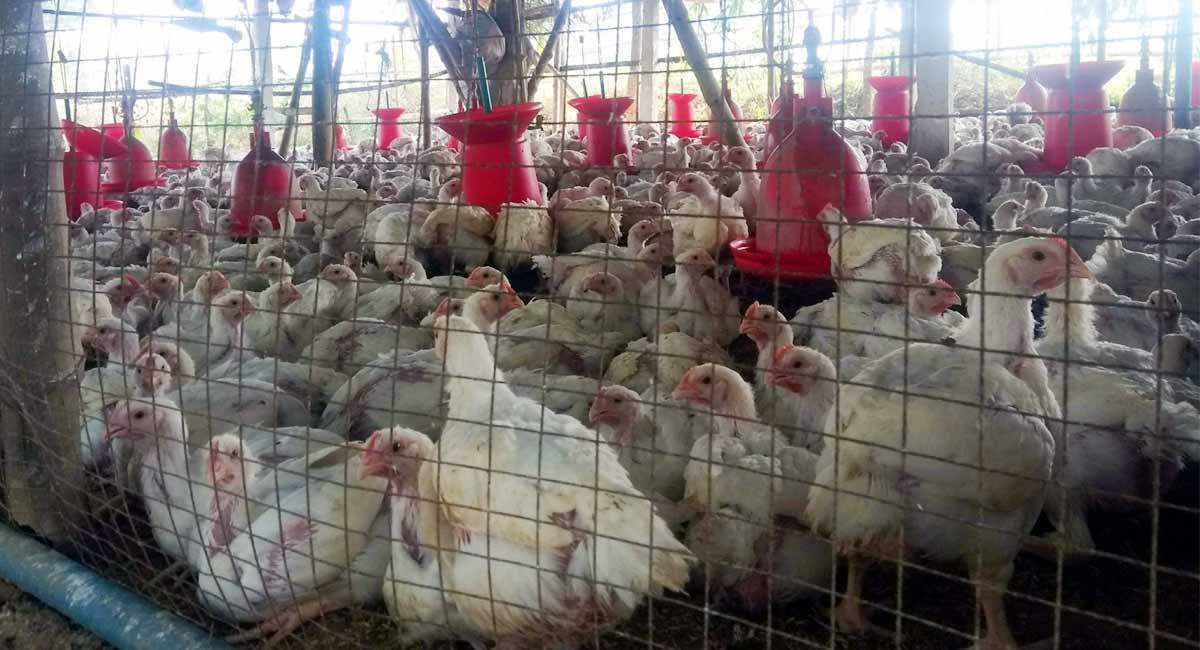 Telangana: Acid attack over chicken dispute, ten injured in Vemulawada