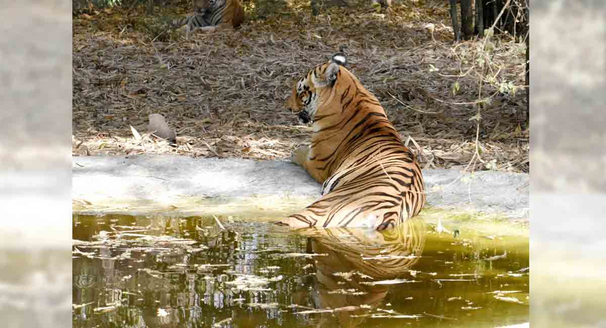Another tiger dies in Madhya Pradesh’s Pench
