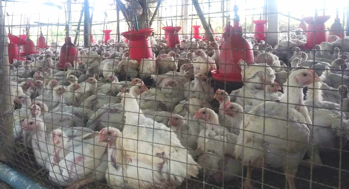 US confirms 1st human case of bird flu