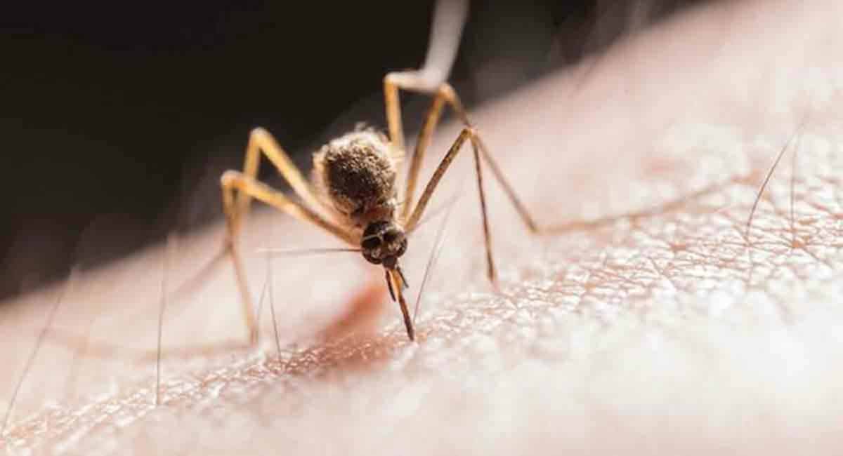 WHO calls for continued innovation to fight malaria