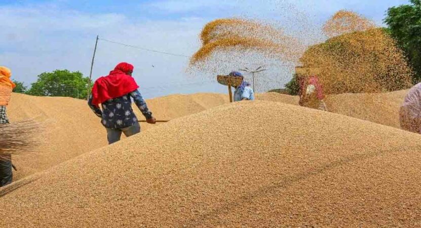 Wheat procurement sets five-year record in Punjab 