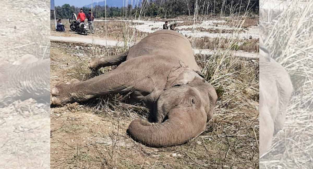 Electrocution of wild elephant: TN forest department arrest banana farm owner