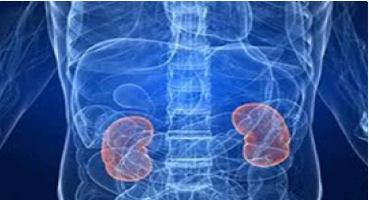 How Covid directly infects, causes damage to human kidney cells