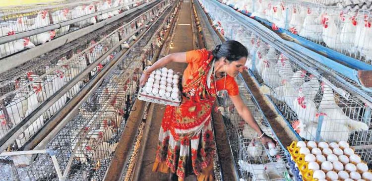 Rising feed costs send poultry farmers into a tizzy