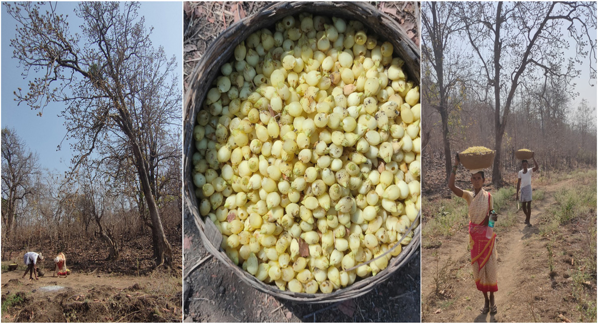 Mahua flowers add aroma to Adilabad forests, create livelihood for tribals