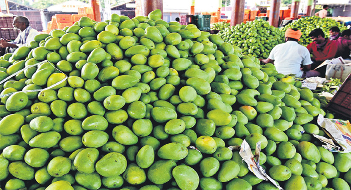 Warangal: Mangoes being sold at high prices doesn’t cheer farmers this year 
