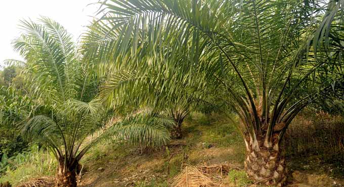 Telangana govt to launch special app for oil palm cultivation