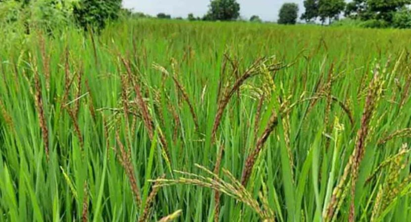 Warangal officials gear up for setting up around 195 paddy purchase centres