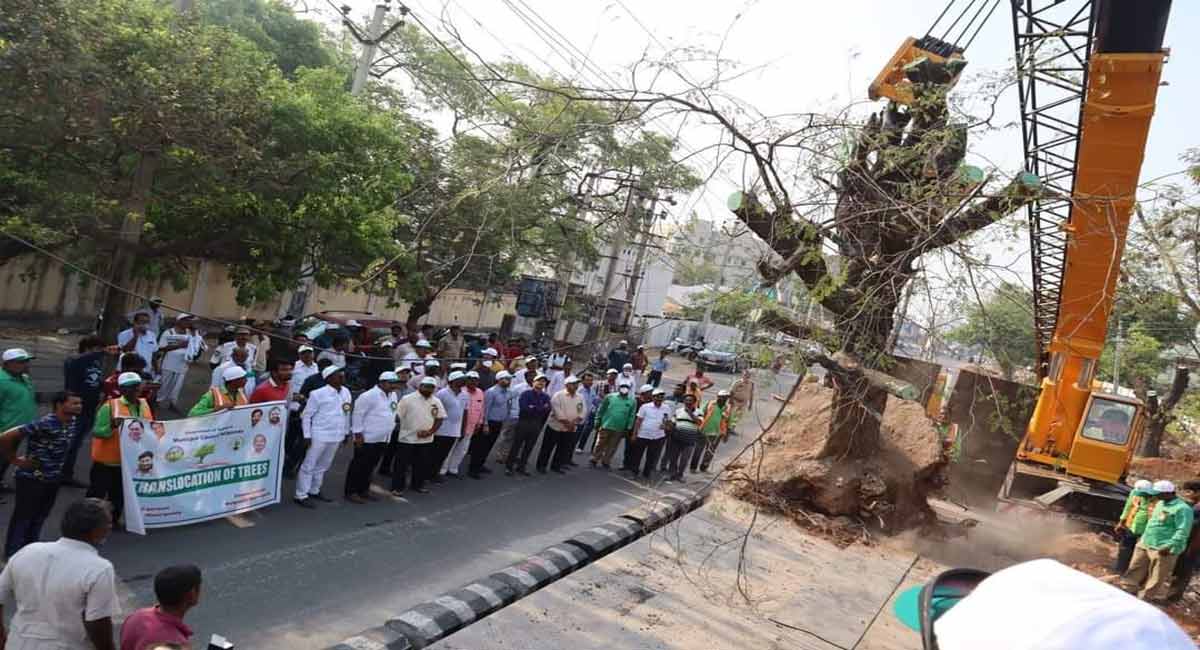 Translocation of 50 years old trees taken up in Nalgonda for road widening