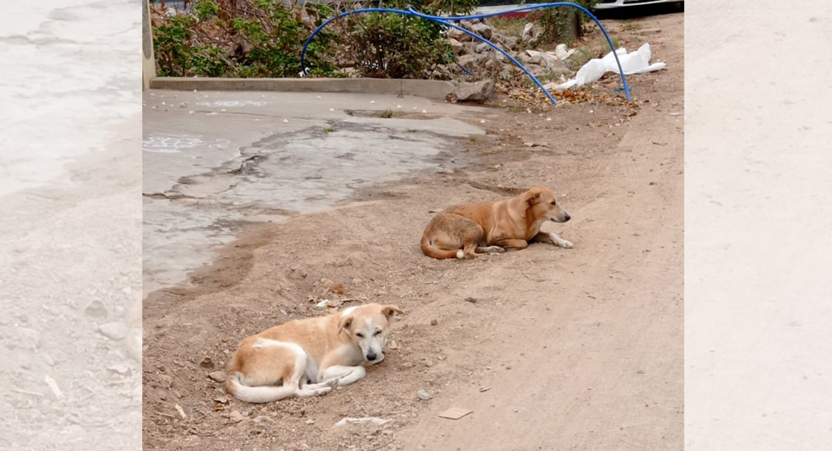 Stray dog, monkey menace on rise in GWMC