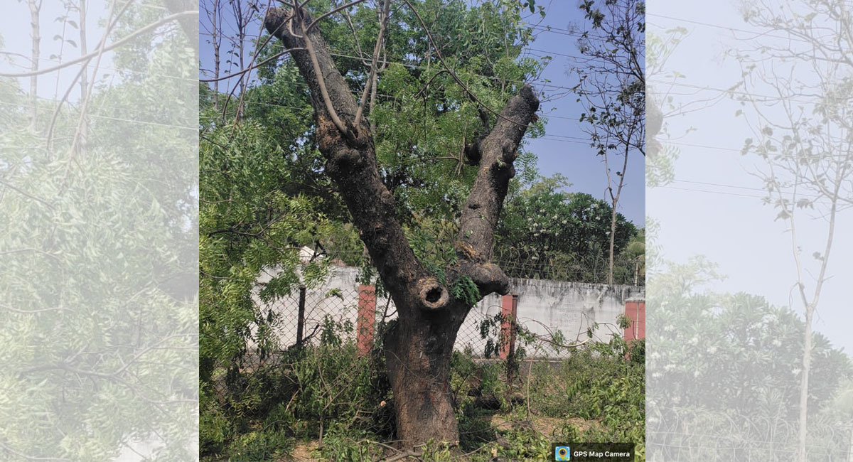 “Green India Challenge” to bring back life to 50 trees in Nalgonda