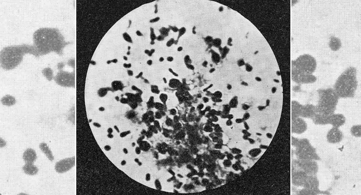 Viruses are both villains and heroes