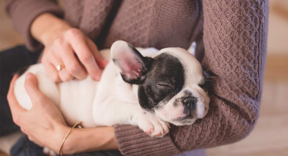 Bonding differences between dog, owner reflected in canine’s sleep: Study