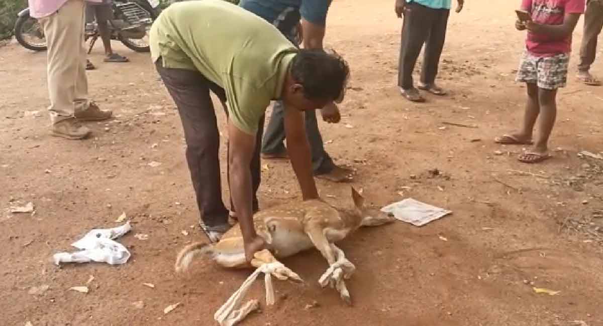 Khammam: Stray dogs kill spotted deer at Sathupalli