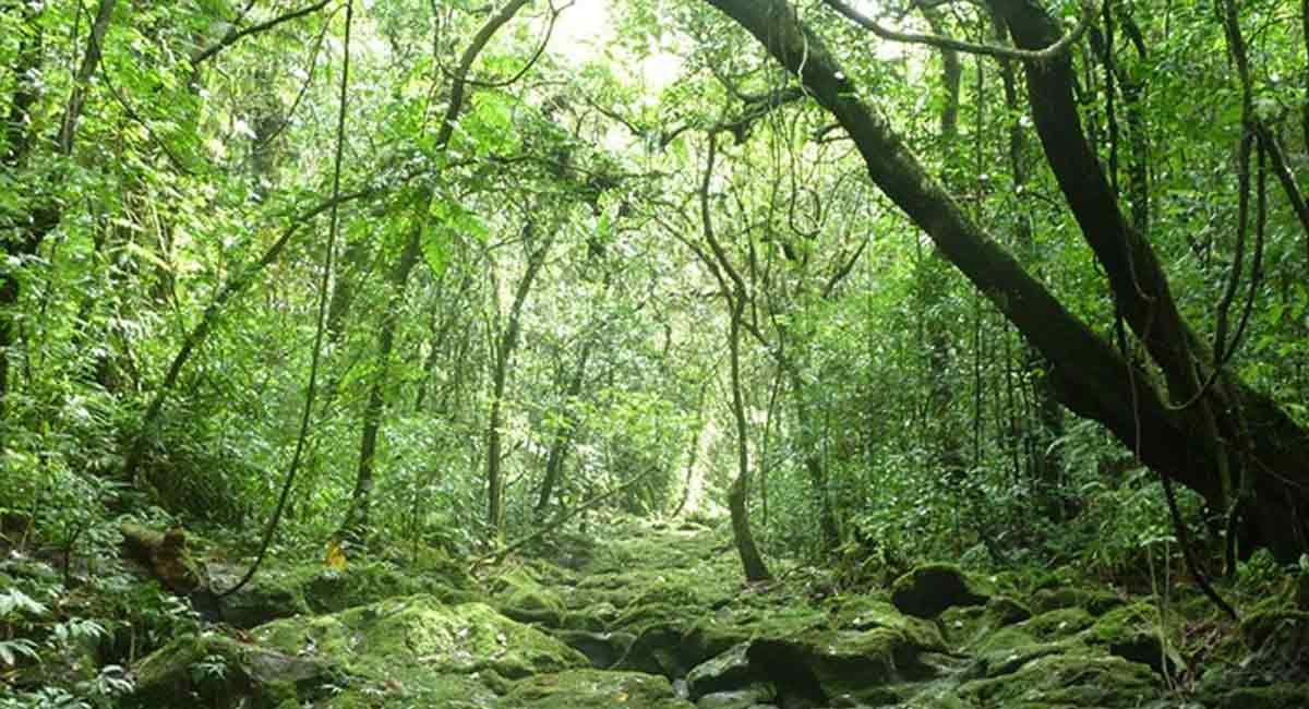 Forests can help recover from impact of Covid-19, conflicts: FAO