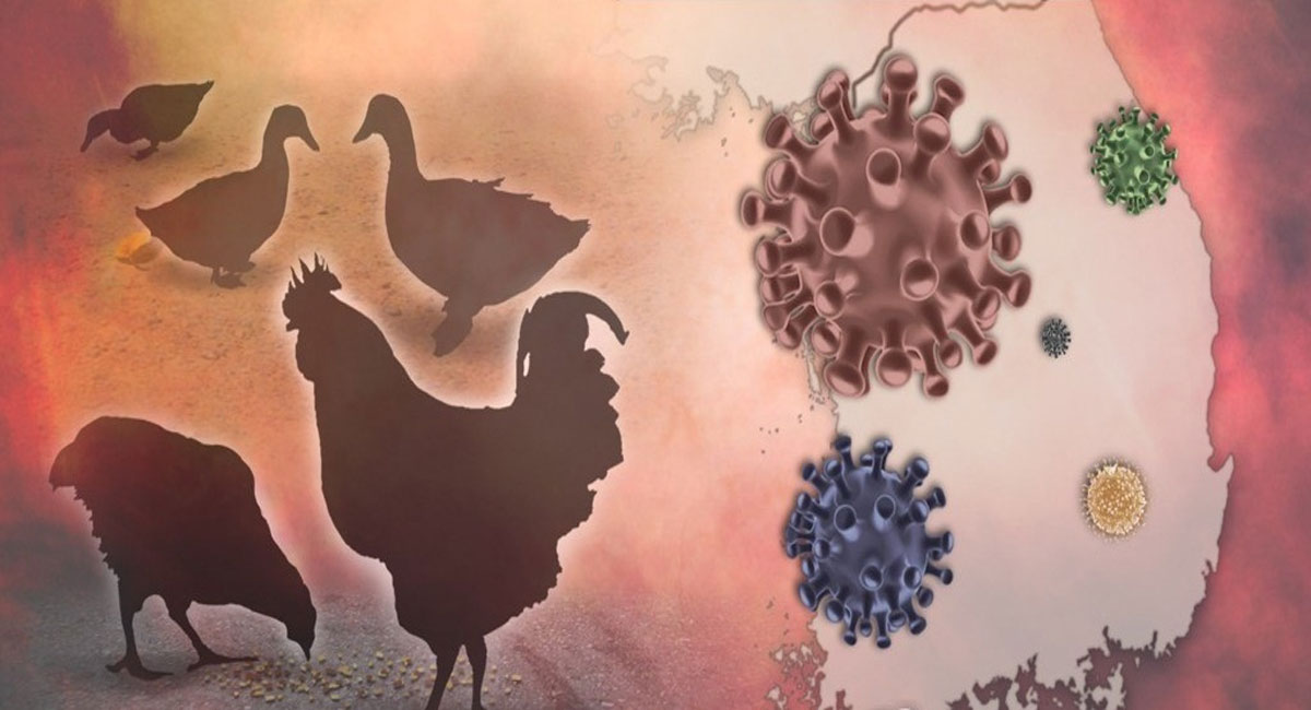 Bird flu H5N1 spreads to foxes in US, 4 die
