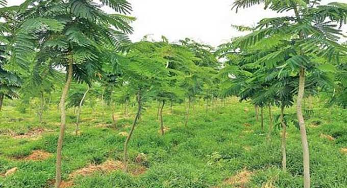 Haritha Haram: Karimnagar officials to plant 40 lakh saplings this year