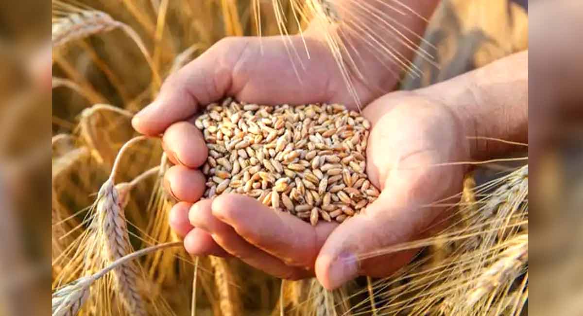 India prohibits wheat exports with immediate effect