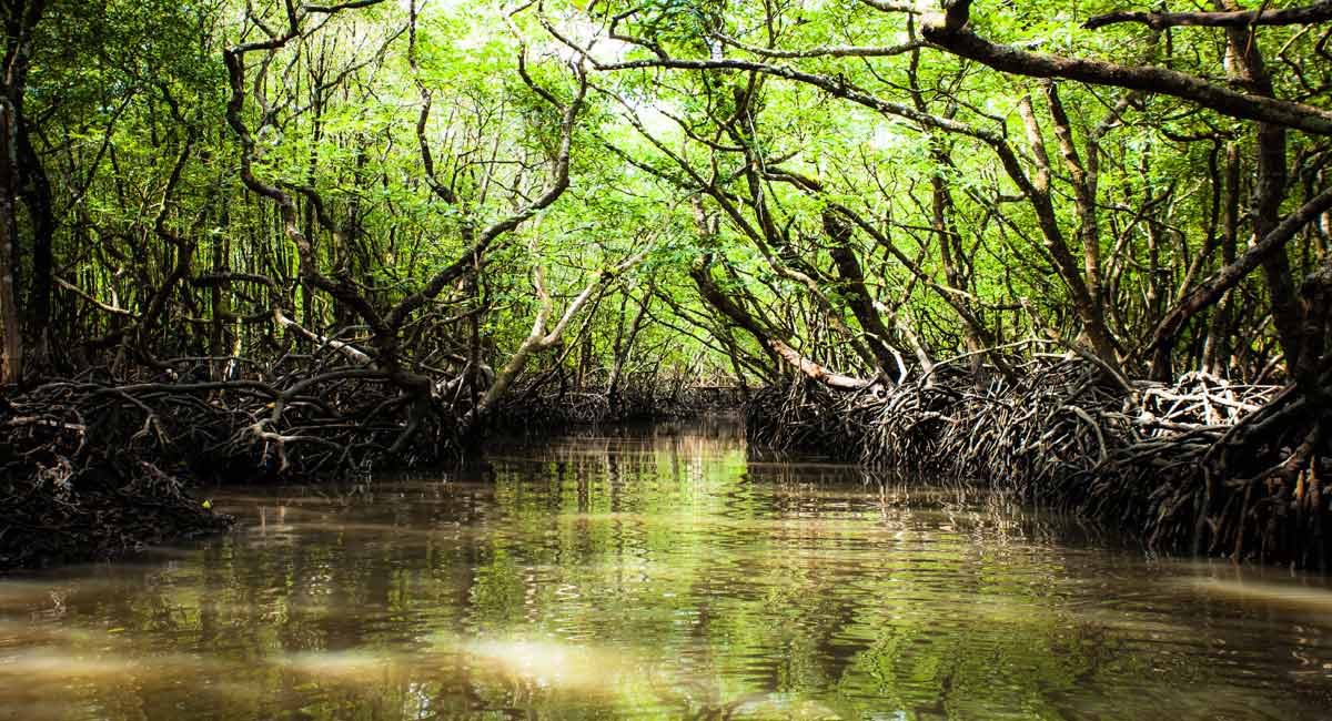 All you need to know about Mangroves