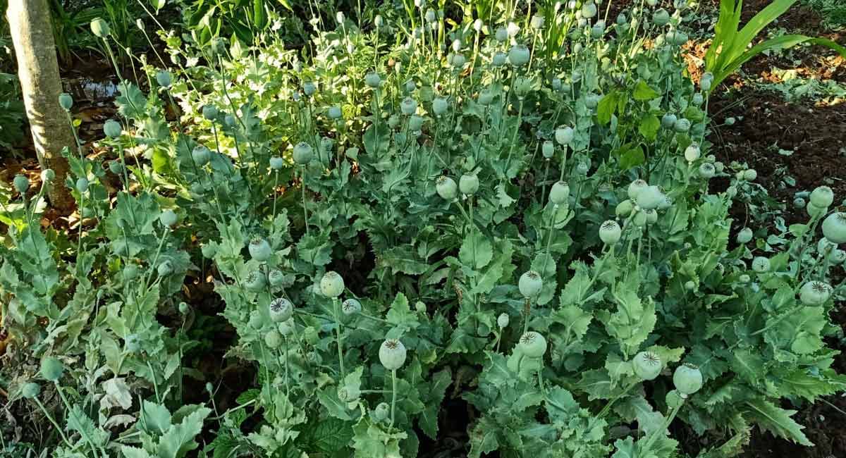 Opium farming in 620 acres of land in Bihar destroyed