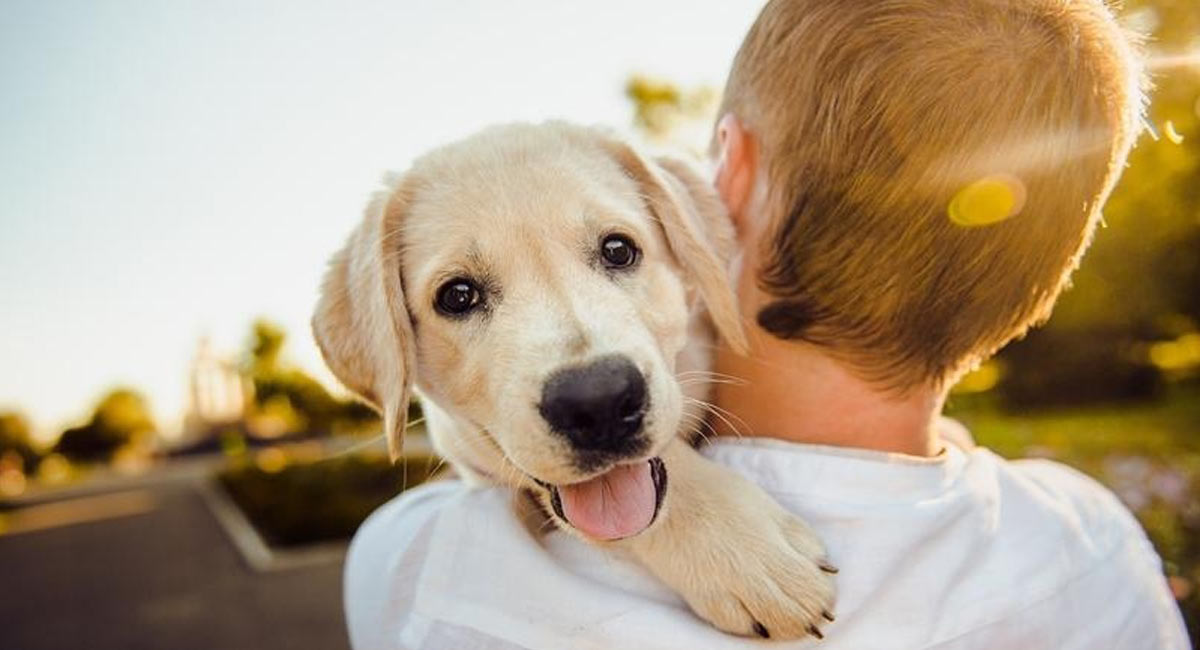 Study finds how dog coronavirus can jump to humans