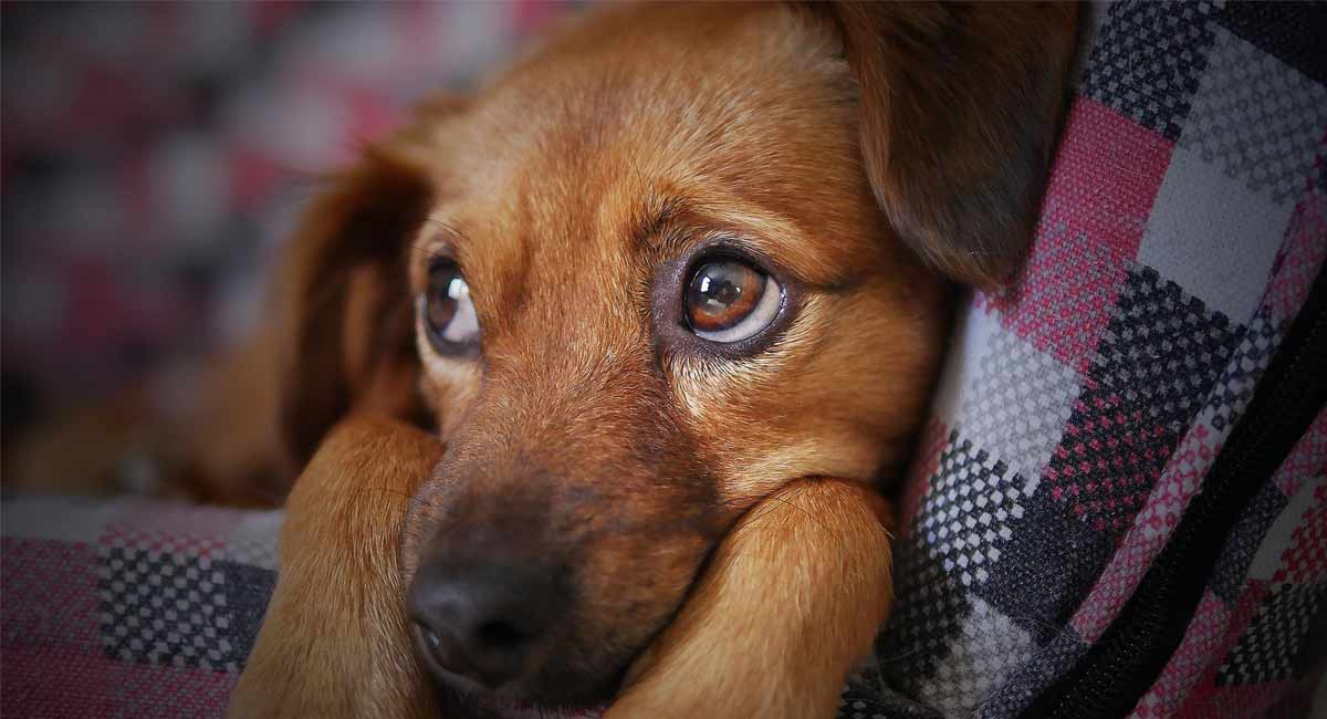 Have a pet dog in Uttar Pradesh, get a licence soon
