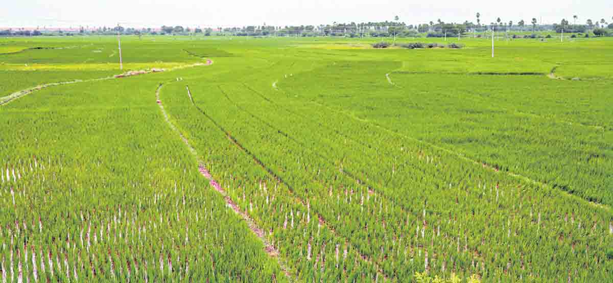 Paddy to take backseat in Telangana this Vaanakalam