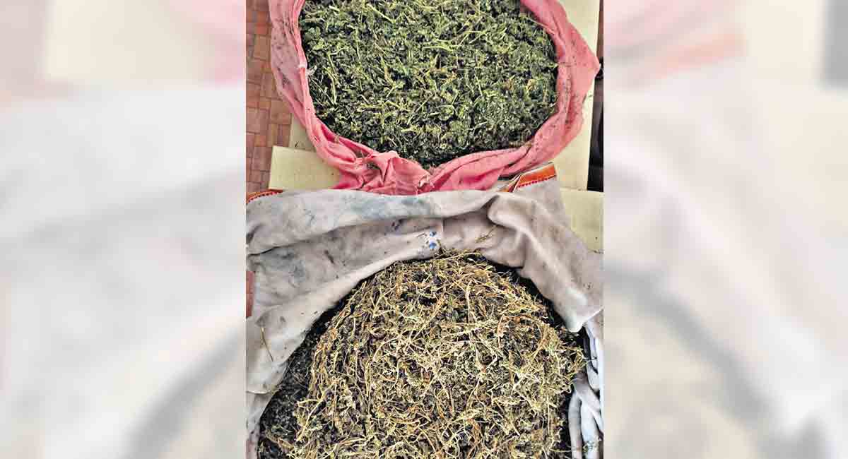 Student among five held for smuggling ganja in Mancherial