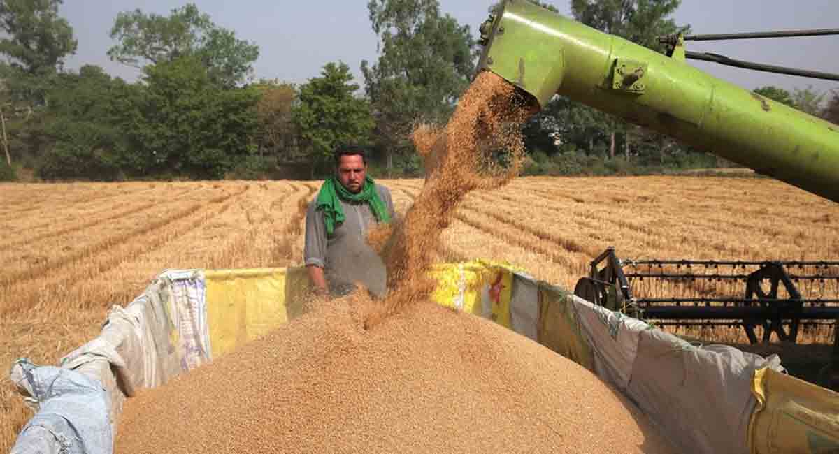 Centre relaxes wheat ban order, allows earlier registered consignments with Customs