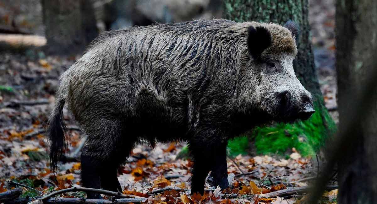 Anthrax detected in dead wild pigs in Kerala’s Athirapally