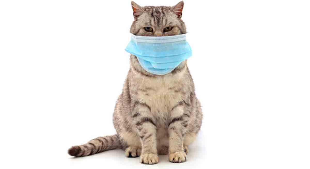 First cat to human Covid transmission documented