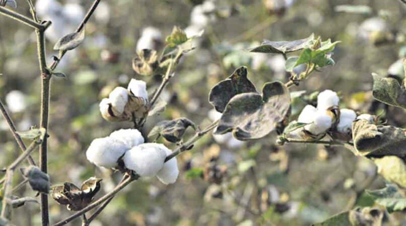 Cotton to be cultivated in 70 lakh acres in Telangana